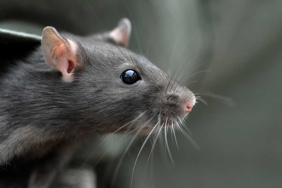 Blog - The Key To Effective Rat Control For Monmouth County Properties
