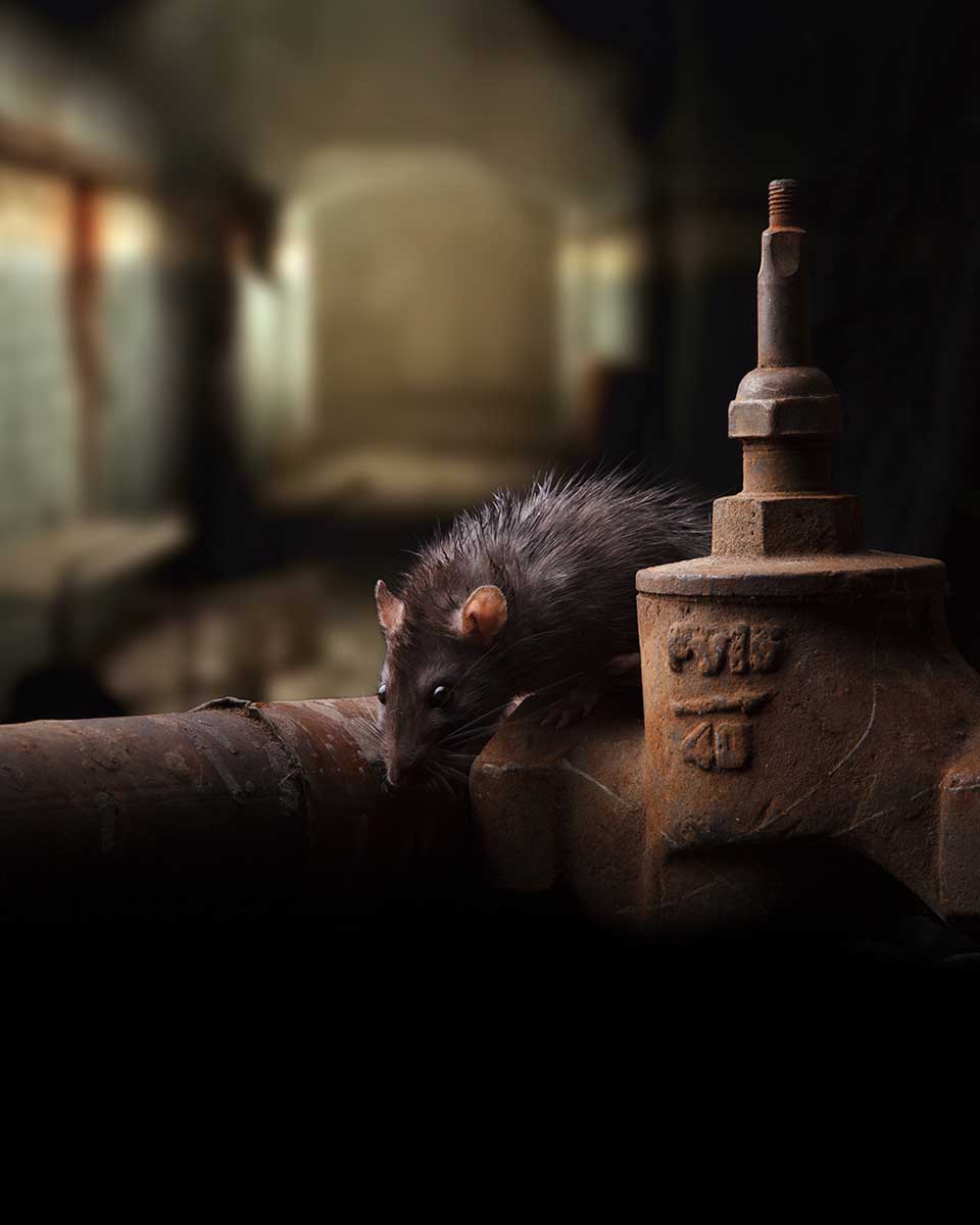 Bonita Rat Control & Exterminator - Rodent Control Bonita