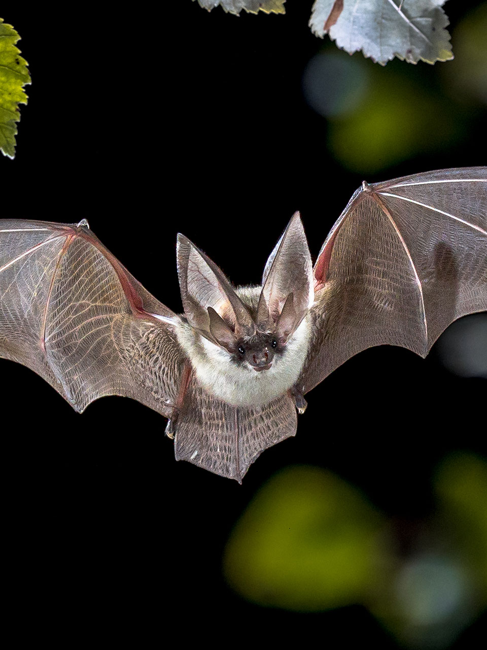 How to Get Rid of Bats: Bat Facts, Information, Pest Control