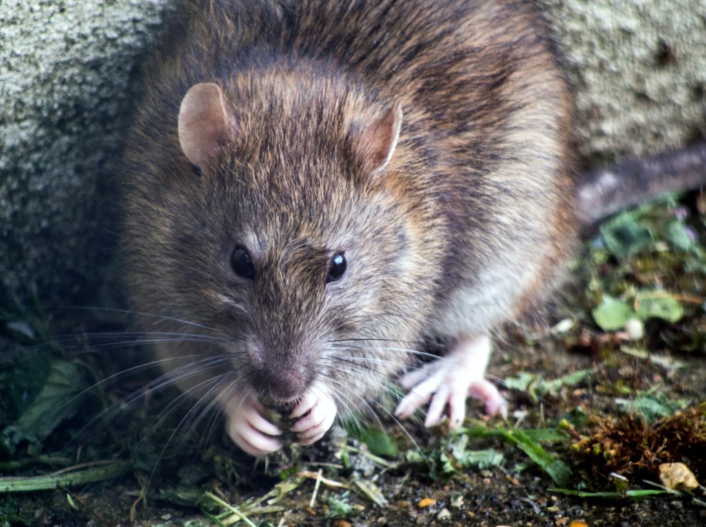 Rat in Charleston