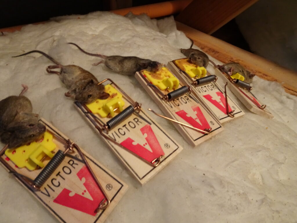 rodent exterminators