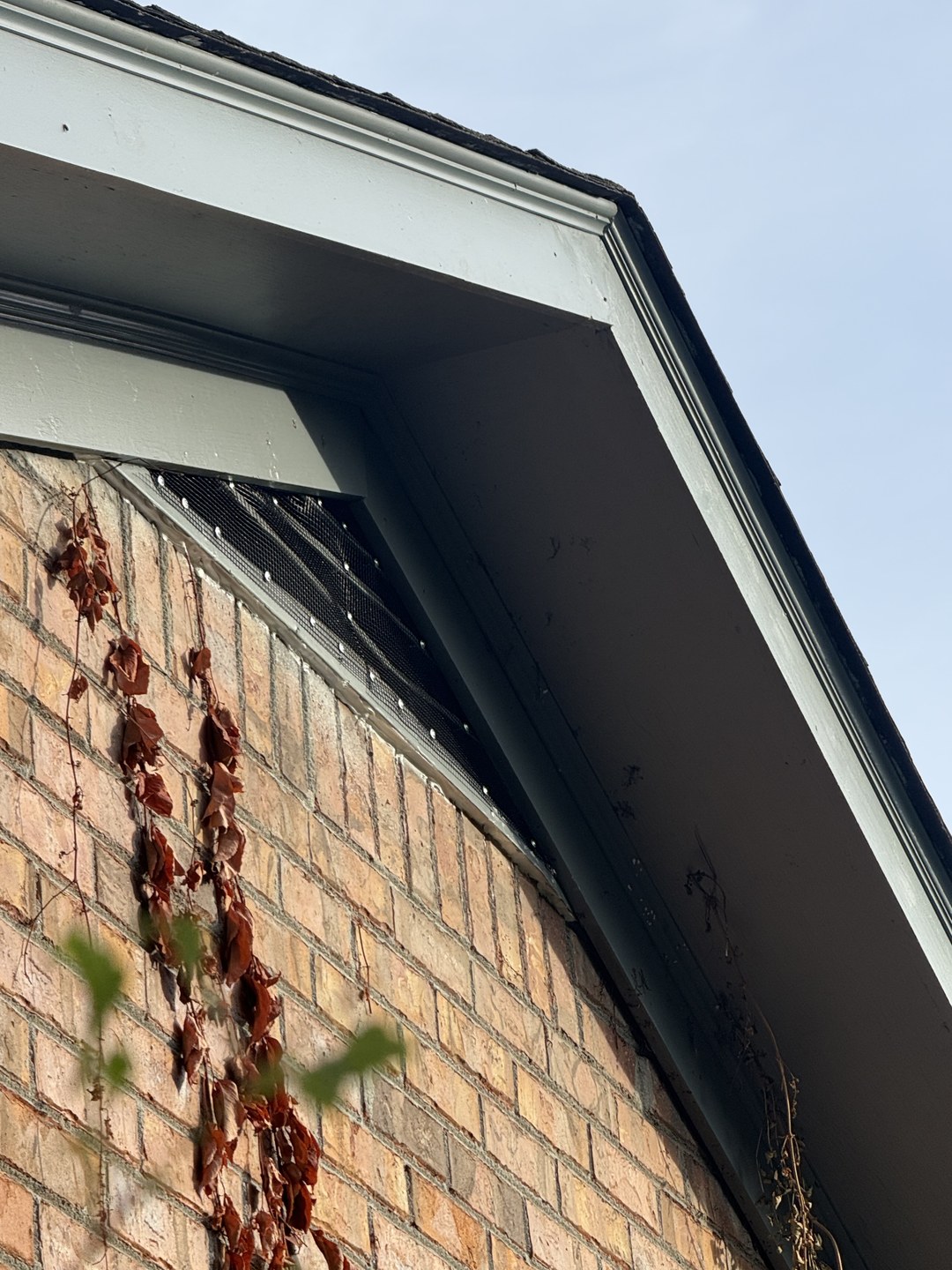 Black mesh secured over a triangular gable vent beneath the roof overhang.