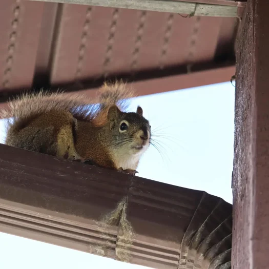 squirrel exterminators Charleston